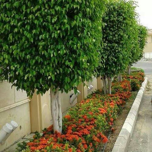 زراعة زهور وشجيرات ملونة في الحديقة