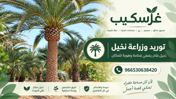 توريد وزراعة النخيل مع شبكة ري مناسبة